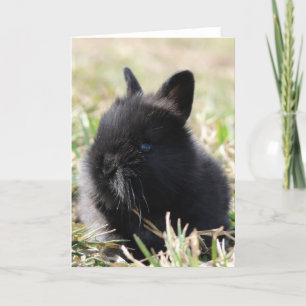 Baby Lionhead Bunny Card