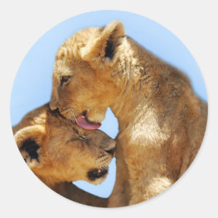 Baby lions love classic round sticker