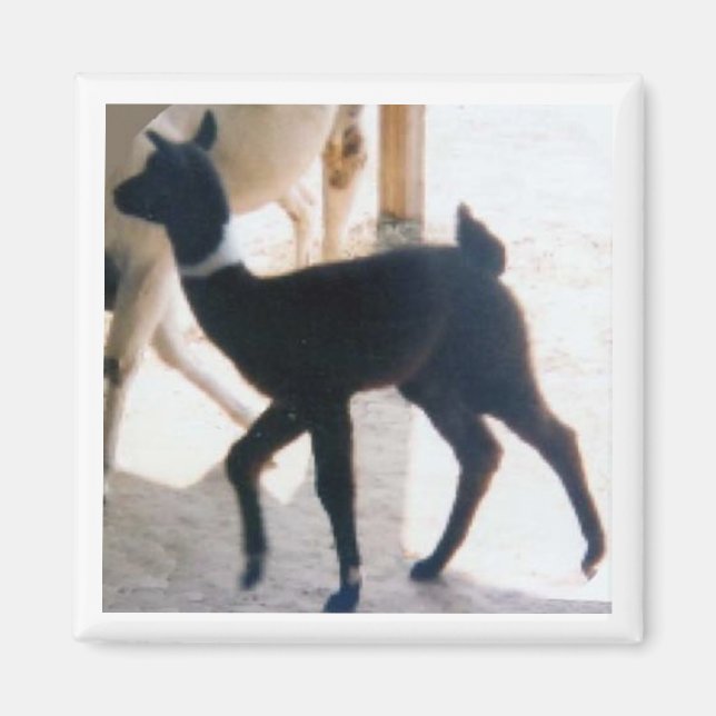 BABY LLAMA MAGNET (Front)