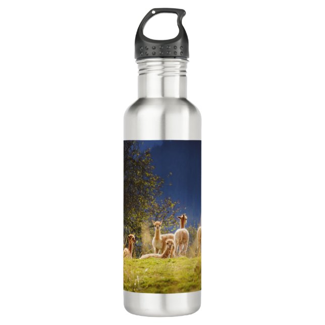 Baby Llamas in a Field 710 Ml Water Bottle (Front)