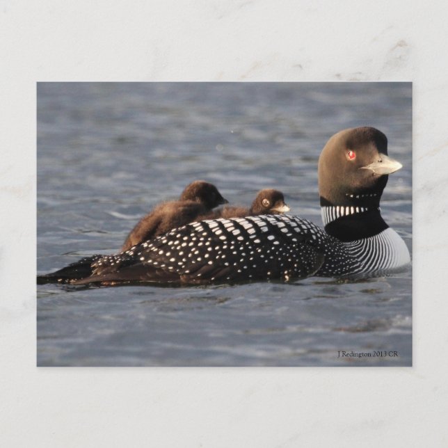 Baby Loons on board post card (Front)
