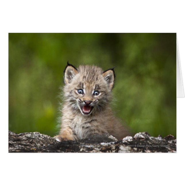 Baby Lynx  Looking Over A Fallen Tree (Front Horizontal)
