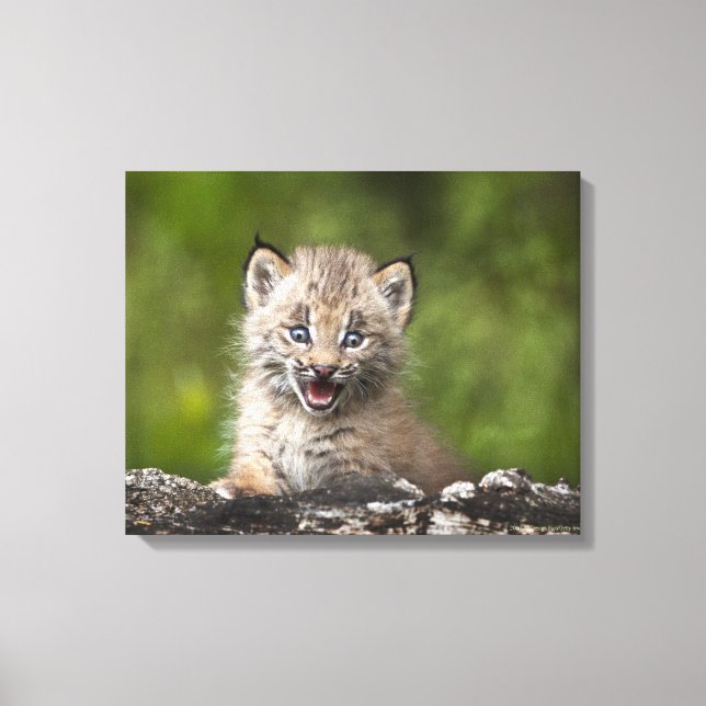Baby Lynx  Looking Over A Fallen Tree Canvas Print (Front)