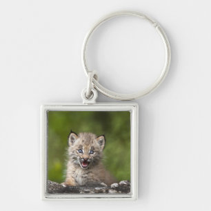 Baby Lynx  Looking Over A Fallen Tree Key Ring