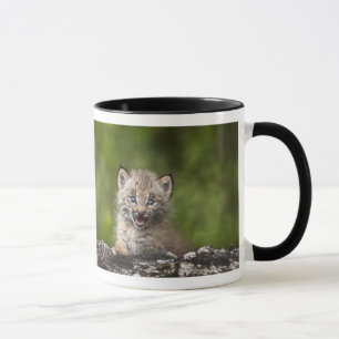 Baby Lynx  Looking Over A Fallen Tree Mug
