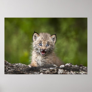 Baby Lynx  Looking Over A Fallen Tree Poster
