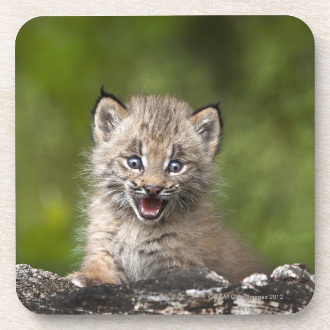 Baby Lynx (Lynx Canadensis) Looking Over A Coaster (Front)