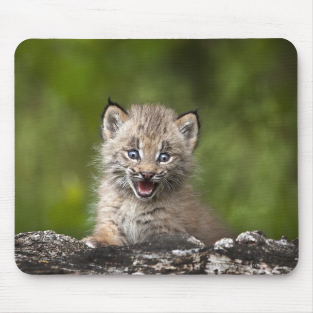 Baby Lynx (Lynx Canadensis) Looking Over A Mouse Mat (Front)