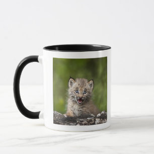 Baby Lynx (Lynx Canadensis) Looking Over A Mug