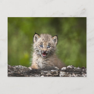 Baby Lynx (Lynx Canadensis) Looking Over A Postcard