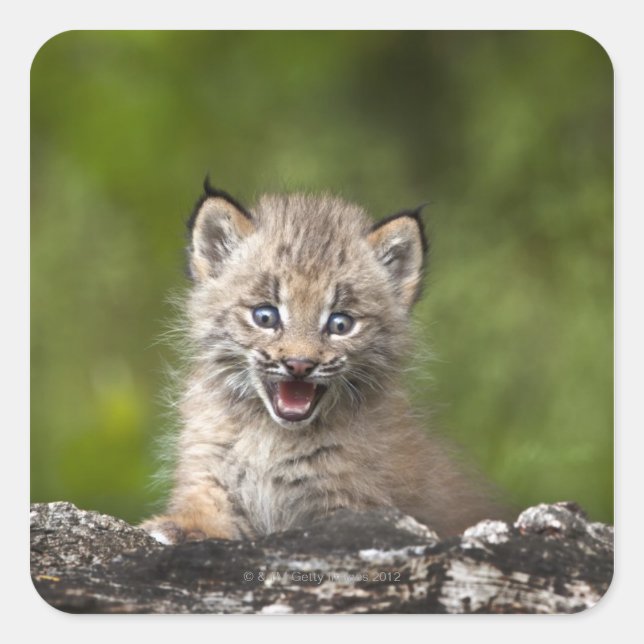 Baby Lynx (Lynx Canadensis) Looking Over A Square Sticker (Front)