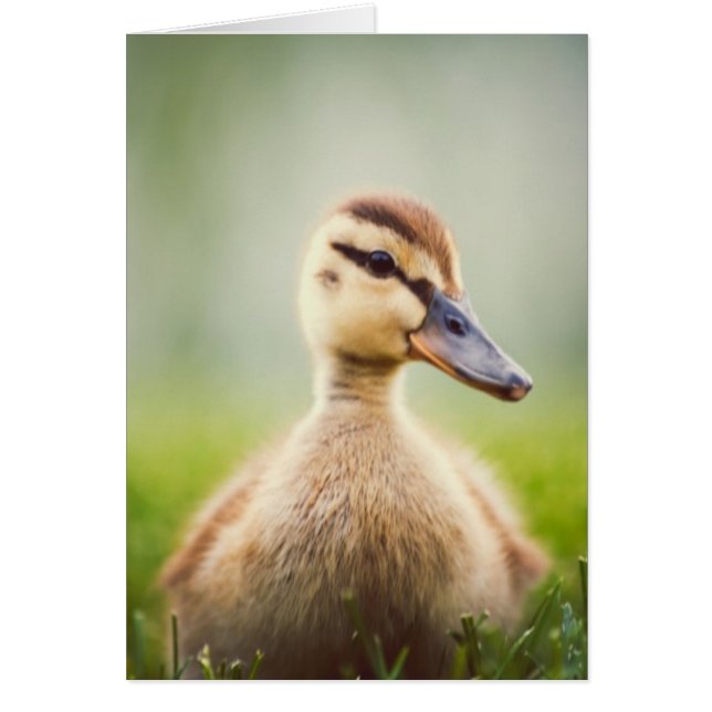 Baby Mallard Ducking (Front)