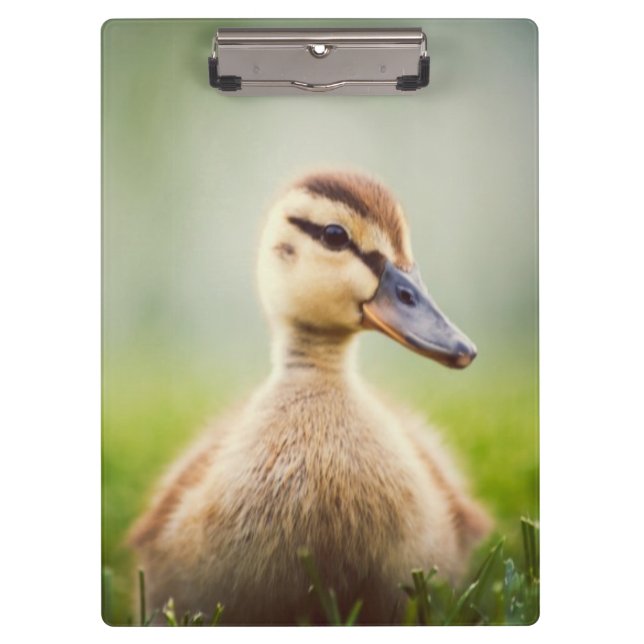 Baby Mallard Ducking Clipboard (Front)