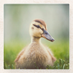 Baby Mallard Ducking Glass Coaster