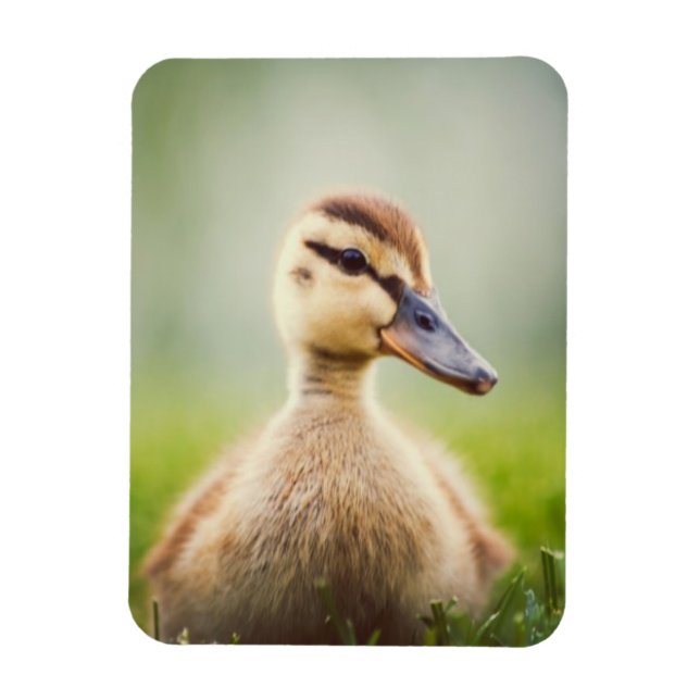 Baby Mallard Ducking Magnet (Vertical)
