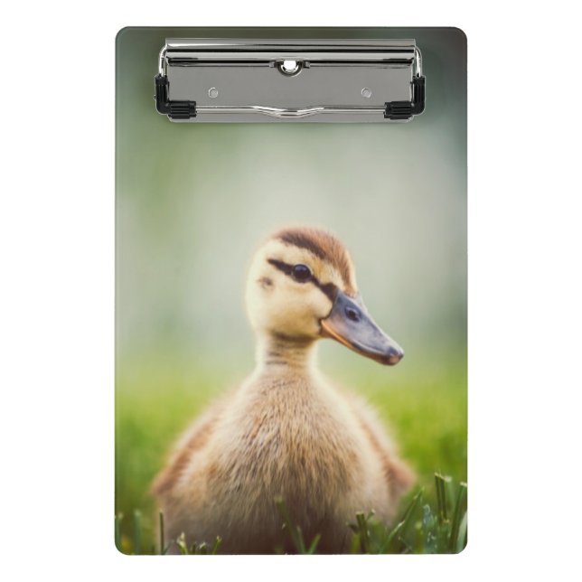 Baby Mallard Ducking Mini Clipboard (Front)