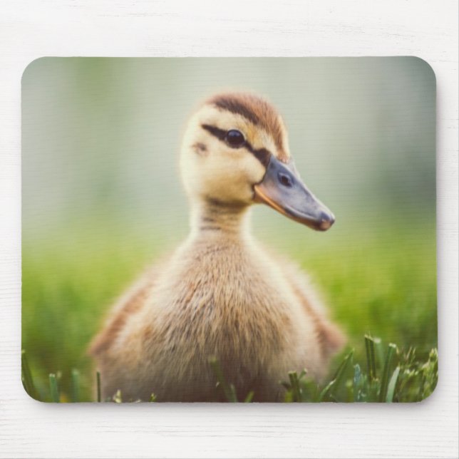 Baby Mallard Ducking Mouse Mat (Front)