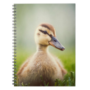 Baby Mallard Ducking Notebook
