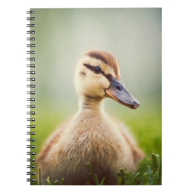 Baby Mallard Ducking Notebook (Front)
