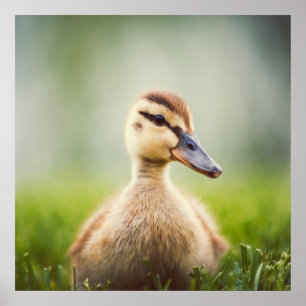 Baby Mallard Ducking Poster