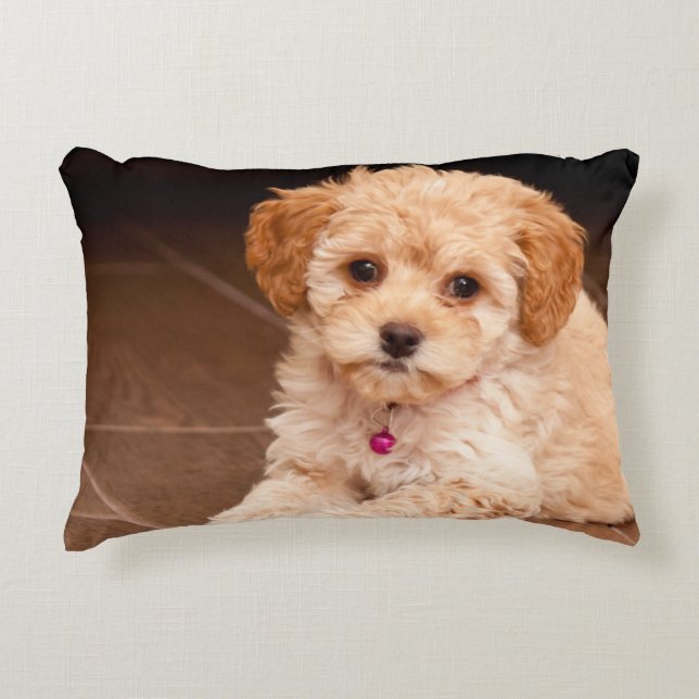 Baby Maltese poodle mix or maltipoo puppy dog Decorative Cushion (Front)