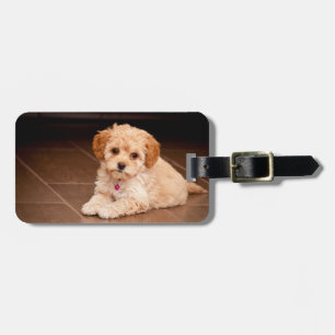 Baby Maltese poodle mix or maltipoo puppy dog Luggage Tag