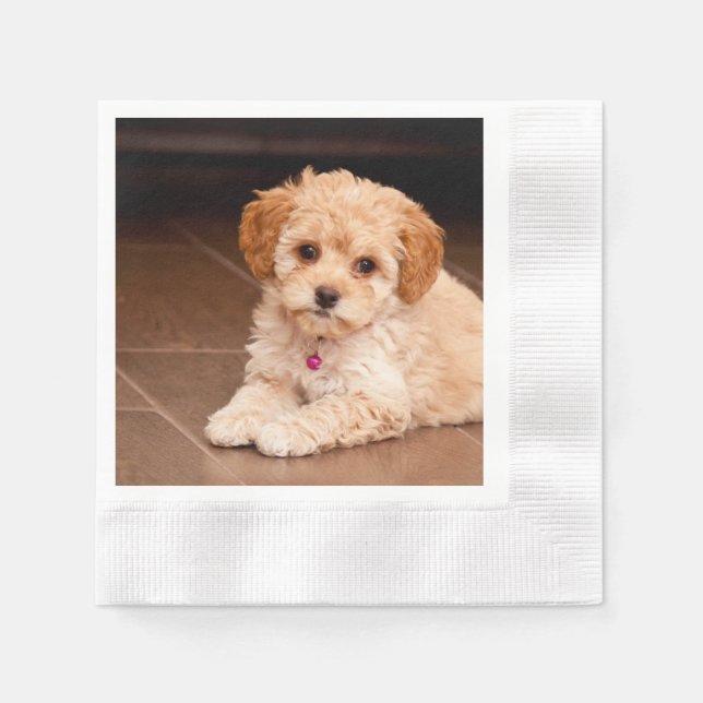 Baby Maltese poodle mix or maltipoo puppy dog Napkin (Front)