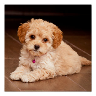 Baby Maltese poodle mix or maltipoo puppy dog Poster