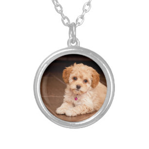 Maltipoo Jewellery Zazzle UK