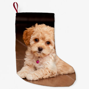 Baby Maltese poodle mix or maltipoo puppy dog Small Christmas Stocking