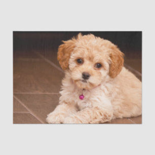 Baby Maltese poodle mix or maltipoo puppy dog Tissue Paper