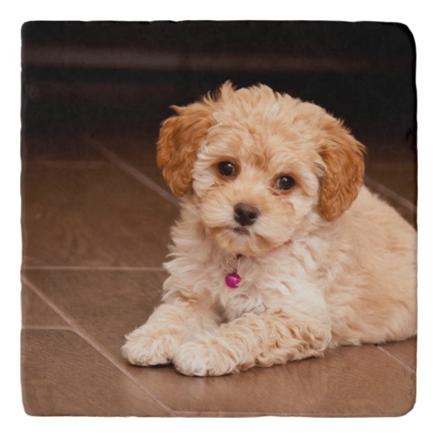 Baby hotsell maltese poodle