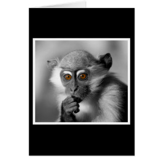 Baby Mangabey Monkey