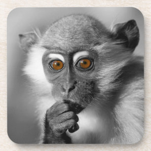 Baby Mangabey Monkey Coaster