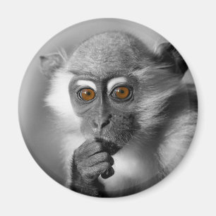 Baby Mangabey Monkey Magnet