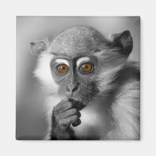 Baby Mangabey Monkey Magnet