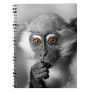 Baby Mangabey Monkey Notebook