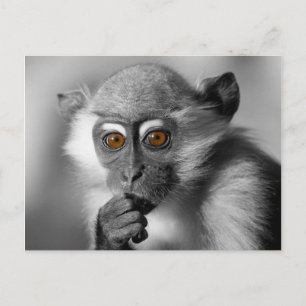 Baby Mangabey Monkey Postcard