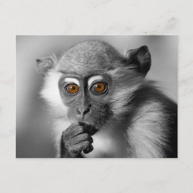 Baby Mangabey Monkey Postcard (Front)