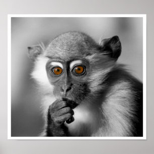 Baby Mangabey Monkey Poster