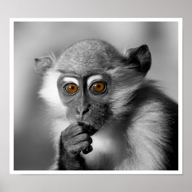 Baby Mangabey Monkey Poster (Front)