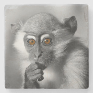 Baby Mangabey Monkey Stone Coaster