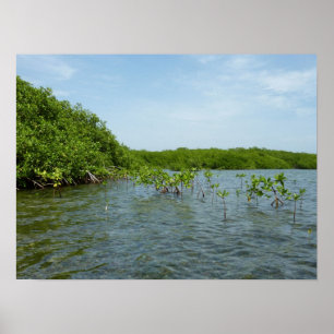 Baby Mangrove Trees Caribbean Nature Poster