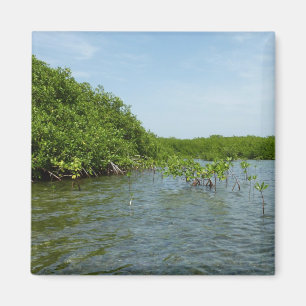 Baby Mangrove Trees in the Caribbean Magnet