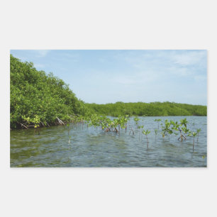 Baby Mangrove Trees in the Caribbean  Rectangular Sticker