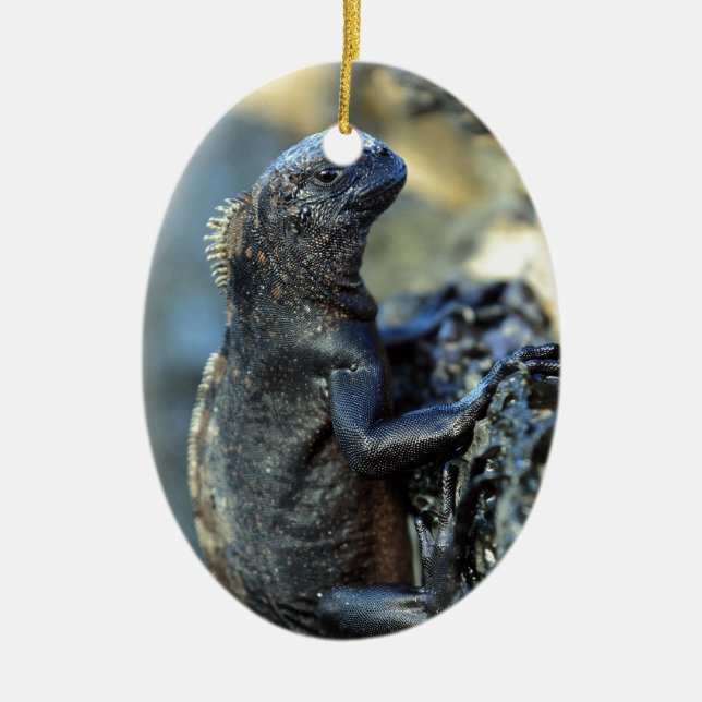Baby marine iguana Galapagos Islands Ceramic Tree Decoration (Front)