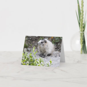 Baby Marmot, Denali National Park, Alaska Card