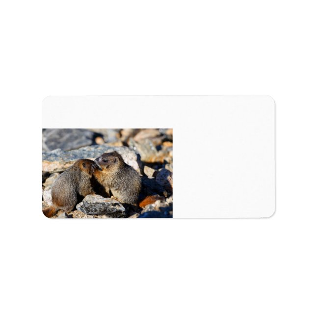 Baby Marmots Label (Front)