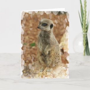 Baby Meerkat Greeting Card