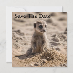 Baby Meerkat Playing In The Sand, Save The Date